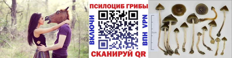 Купить где  Алзамай  Псилоцибиновые грибы Cubensis 